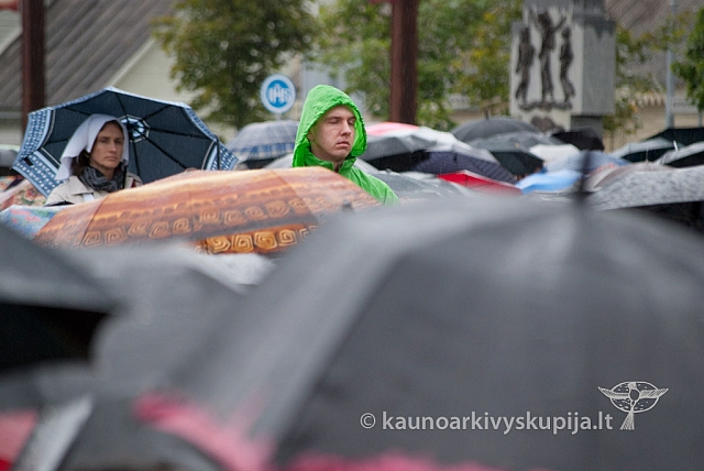 20120913 silines 0013 ms