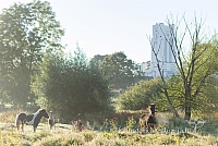 20160915 silines 1881 ms