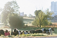 20160915 silines 1893 ms